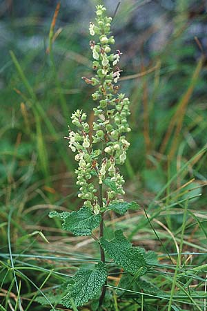 Teucrium scorodonia \ Salbei-Gamander / Wood Sage, IRL Burren, Fanore 9.8.2005