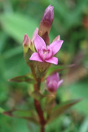 Gentianella campestris \ Feld-Kranzenzian, Feld-Enzian / Field Gentian, IRL Doolin 9.8.2005