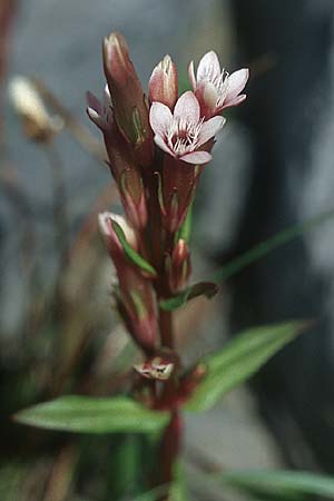 Gentianella amarella \ Bitterer Kranzenzian / Autumn Gentian, IRL Burren, Killinaboy 11.8.2005