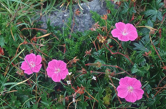 Geranium sanguineum \ Blut-Storchschnabel, Blutroter Storchschnabel / Bloody Crane's-Bill, IRL Doolin 9.8.2005