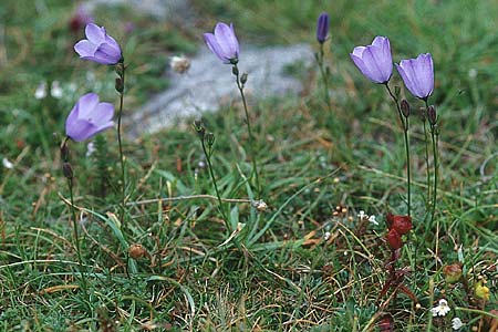 Campanula rotundifolia \ Rundblttrige Glockenblume, IRL Doolin 9.8.2005