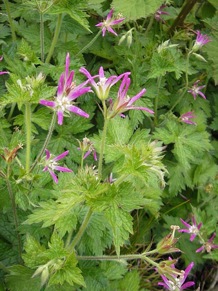 Geranium oxonianum forma thurstonianum \ Thurstons Oxford-Storchschnabel / Thurstons Oxford Crane's-Bill, IRL County Kerry, Waterville 16.6.2012