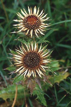 Carlina vulgaris \ Golddistel / Carline Thistle, IRL Doolin 9.8.2005