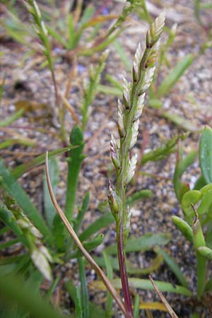 Catapodium marinum \ Dnen-Steifgras / Sea Fern Grass, Stiff Sand Grass, IRL Burren, Fanore 15.6.2012