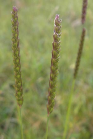 Cynosurus cristatus \ Wiesen-Kammgras / Crested Dogstail, IRL County Sligo, Mullaghmore 18.6.2012