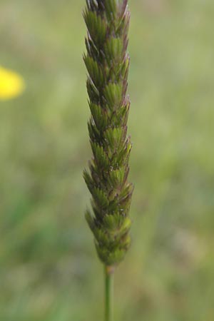 Cynosurus cristatus \ Wiesen-Kammgras / Crested Dogstail, IRL County Sligo, Mullaghmore 18.6.2012