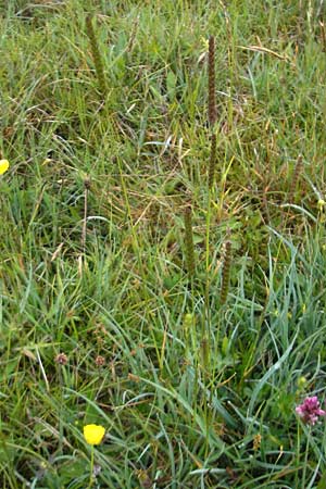 Cynosurus cristatus \ Wiesen-Kammgras / Crested Dogstail, IRL County Sligo, Mullaghmore 18.6.2012