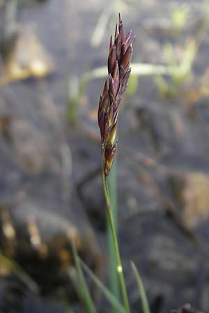 Molinia caerulea \ Pfeifengras / Moor Grass, IRL County Sligo, Lough Talt 19.6.2012