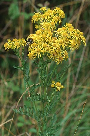 Senecio jacobaea \ Jakobs-Greiskraut, Jakobs-Kreuzkraut / Common Ragwort, IRL County Galway, Kinvarra 9.8.2005