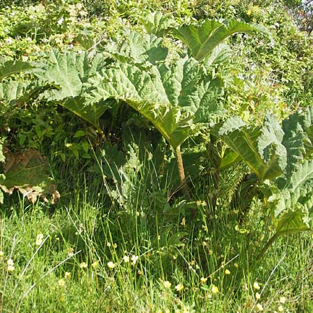 Gunnera tinctoria \ Frber-Mammutblatt, Riesen-Rhabarber, IRL County Galway, Oughterard 17.6.2012