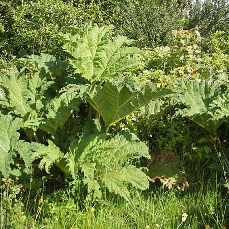 Gunnera tinctoria \ Frber-Mammutblatt, Riesen-Rhabarber, IRL County Galway, Oughterard 17.6.2012