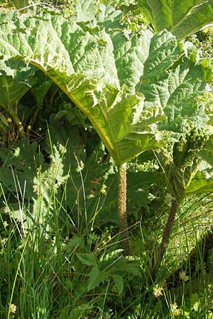 Gunnera tinctoria \ Frber-Mammutblatt, Riesen-Rhabarber / Dinosaur Food, Giant Rhubarb, IRL County Galway, Oughterard 17.6.2012