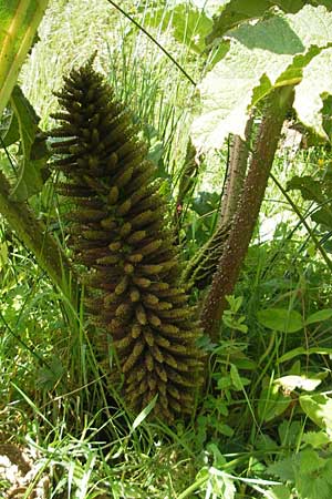 Gunnera tinctoria \ Frber-Mammutblatt, Riesen-Rhabarber, IRL County Galway, Oughterard 17.6.2012