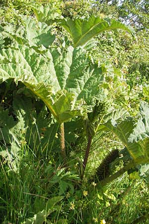 Gunnera tinctoria \ Frber-Mammutblatt, Riesen-Rhabarber / Dinosaur Food, Giant Rhubarb, IRL County Galway, Oughterard 17.6.2012