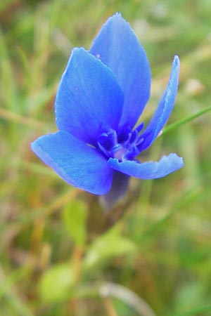 Gentiana verna / Spring Gentian, IRL Burren, Fanore 15.6.2012