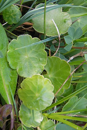 Hydrocotyle vulgaris / Marsh Pennywort, IRL County Galway, Lough Corrib 17.6.2012