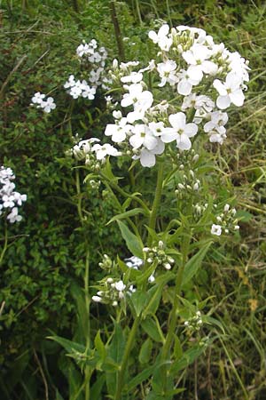 Hesperis matronalis \ Gewhnliche Nachtviole, IRL Donegal Airport 18.6.2012