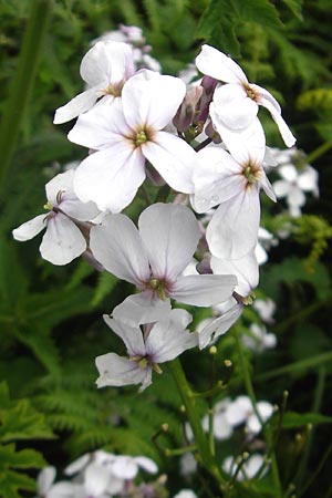 Hesperis matronalis \ Gewhnliche Nachtviole, IRL County Donegal, Cruit Island 18.6.2012