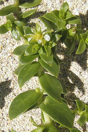 Honckenya peploides \ Salz-Miere / Sea Sandwort, IRL Connemara, Roundstone 17.6.2012