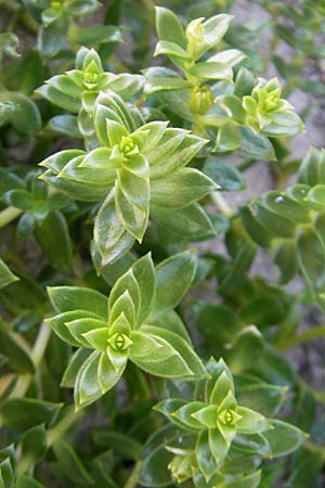 Honckenya peploides \ Salz-Miere / Sea Sandwort, IRL Connemara, Roundstone 17.6.2012