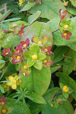 Hypericum androsaemum / Tutsan, IRL County Galway, Oughterard 17.6.2012