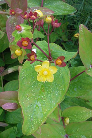 Hypericum androsaemum \ Blut-Johanniskraut, Mannsblut, IRL County Galway, Oughterard 17.6.2012