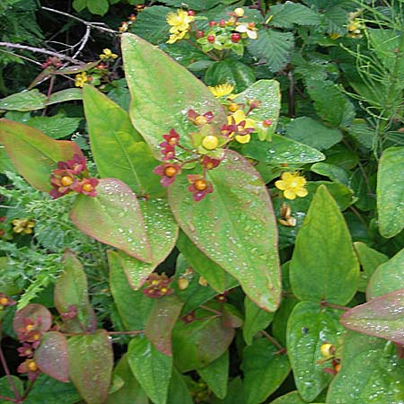 Hypericum androsaemum \ Blut-Johanniskraut, Mannsblut, IRL County Galway, Oughterard 17.6.2012