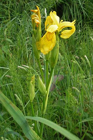 Iris pseudacorus / Yellow Iris, IRL County Kerry, Killarney 16.6.2012