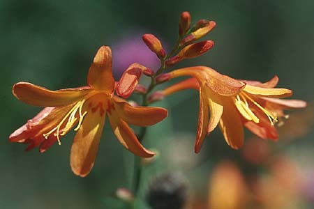 Crocosmia aurea x pottsii \ Montbretie / Montbretia, IRL County Kerry, Lough Caragh 12.8.2005