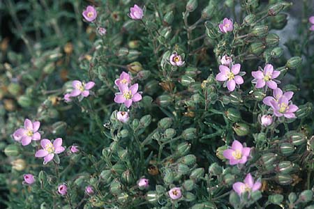 Spergularia rupicola \ Felsen-Schuppenmiere / Rock Sea Spurrey, IRL Insel/island Skellig Michael 15.8.2005