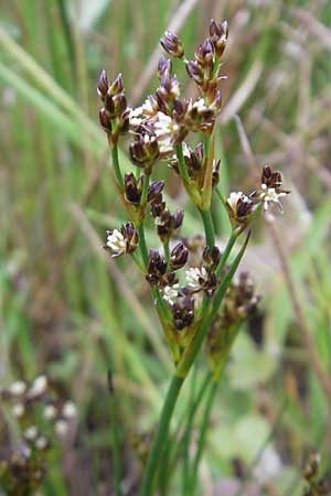 Juncus articulatus \ Glieder-Binse, Glanzfrchtige Binse / Jointlead Rush, IRL County Kerry, Glenbeigh 16.6.2012