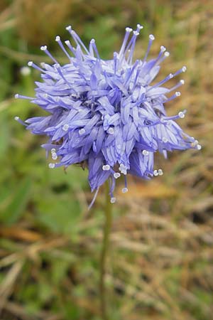 Jasione montana \ Berg-Sandglckchen, Schaf-Rapunzel, IRL County Donegal, Cruit Island 18.6.2012