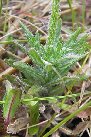 Jasione montana \ Berg-Sandglckchen, Schaf-Rapunzel / Sheep's Bit, IRL County Donegal, Cruit Island 18.6.2012