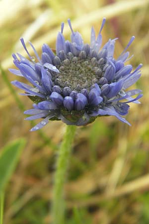 Jasione montana / Sheep's Bit, IRL County Donegal, Cruit Island 18.6.2012