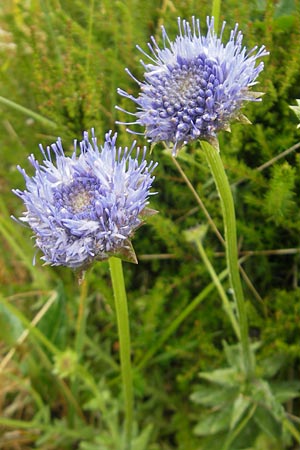 Jasione montana \ Berg-Sandglckchen, Schaf-Rapunzel / Sheep's Bit, IRL County Donegal, Horn Head 18.6.2012