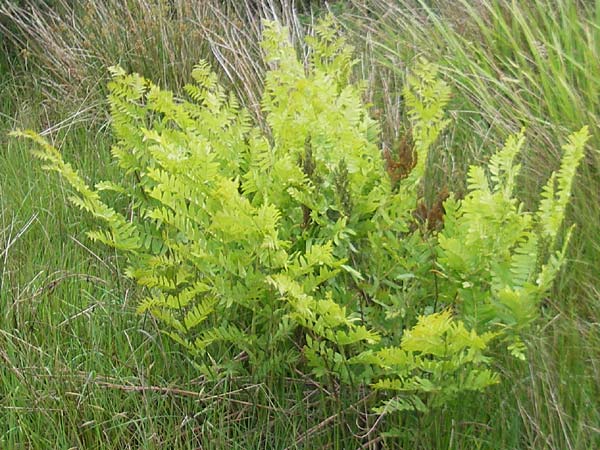 Osmunda regalis \ Knigs-Farn / Royal Fern, IRL County Kerry, Glenbeigh 16.6.2012