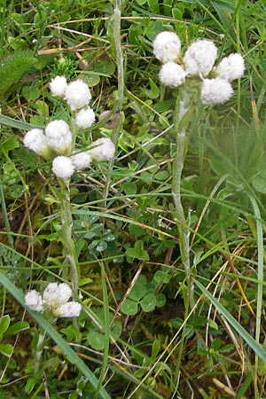 Antennaria dioica \ Gewhnliches Katzenpftchen / Mountain Everlasting, IRL Burren, Fanore 15.6.2012