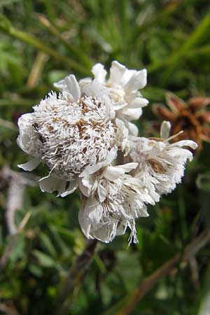 Antennaria dioica \ Gewhnliches Katzenpftchen / Mountain Everlasting, IRL Burren, Fanore 15.6.2012