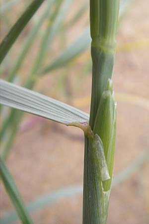 Elymus farctus \ Binsen-Quecke, Strandweizen, IRL County Donegal, Cruit Island 18.6.2012