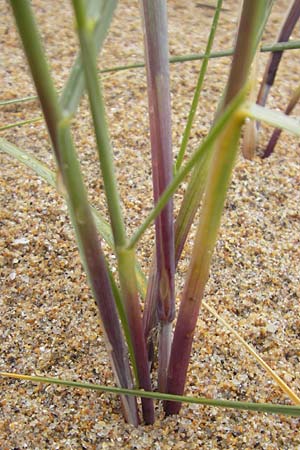 Elymus farctus \ Binsen-Quecke, Strandweizen, IRL County Donegal, Cruit Island 18.6.2012