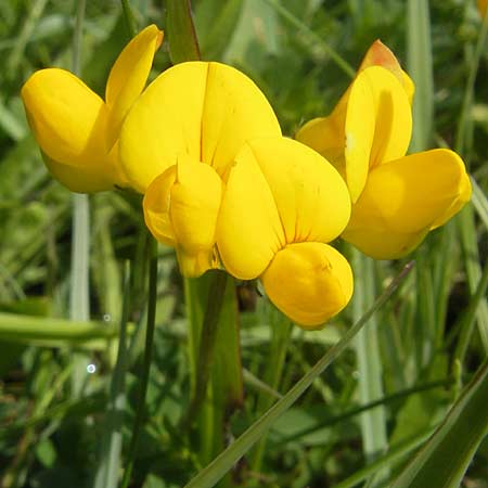 Lotus corniculatus \ Gewhnlicher Hornklee, IRL County Galway, Lough Corrib 17.6.2012