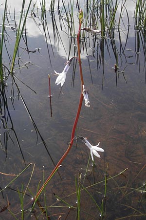 Lobelia dortmanna \ Wasser-Lobelie / Water Lobelia, Dortmann's Cardinalflower, IRL County Galway, Lough Corrib 17.6.2012