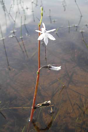 Lobelia dortmanna \ Wasser-Lobelie / Water Lobelia, Dortmann's Cardinalflower, IRL County Galway, Lough Corrib 17.6.2012