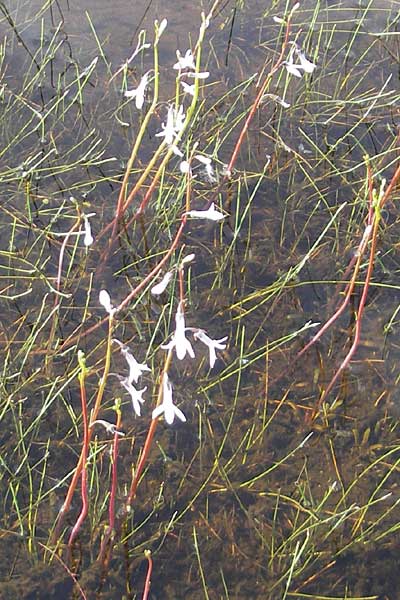 Lobelia dortmanna \ Wasser-Lobelie / Water Lobelia, Dortmann's Cardinalflower, IRL County Galway, Lough Corrib 17.6.2012