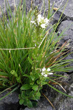 Arabis hirsuta \ Rauhaarige Gnsekresse / Hairy Rock-Cress, IRL Burren, Fanore 15.6.2012