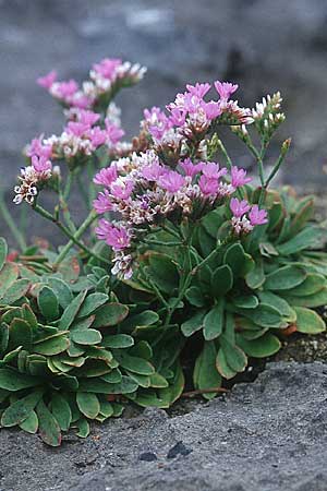 Limonium binervosum agg. \ Felsen-Strandflieder / Rock Sea Lavender, IRL Doolin 9.8.2005