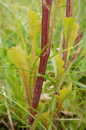 Leucanthemum vulgare \ Magerwiesen-Margerite, Frhe Wucherblume, IRL County Donegal, Cruit Island 18.6.2012