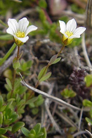 Linum catharticum \ Purgier-Lein / Fairy Flax, IRL Connemara, Ballyconneely 17.6.2012