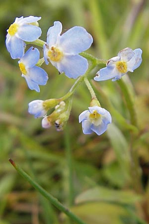 Myosotis scorpioides agg. \ Sumpf-Vergissmeinnicht / Water Forget-me-not, IRL County Sligo, Mullaghmore 18.6.2012