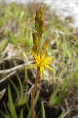 Narthecium ossifragum \ Beinbrech, IRL Connemara, Clifden 17.6.2012